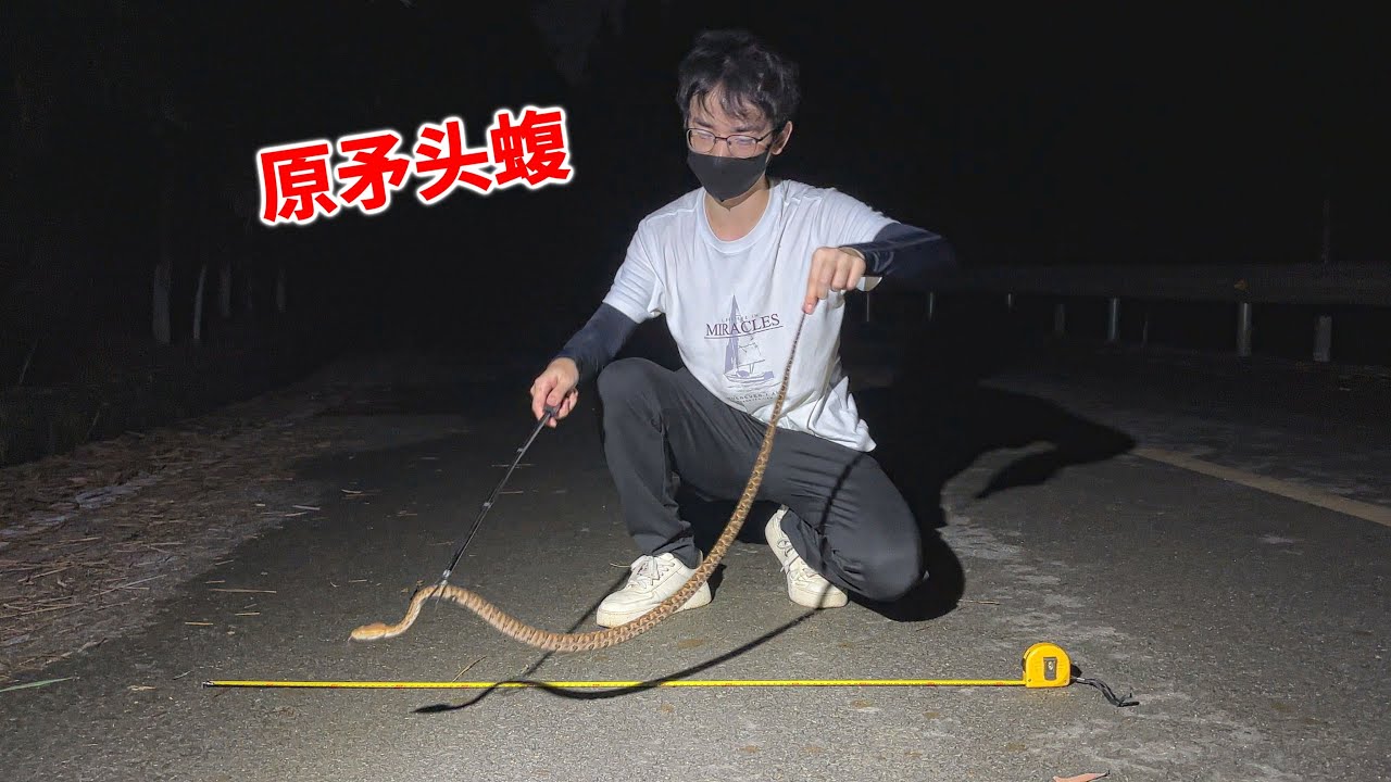 4K | 龙雅在路上遇到好多原矛头蝮？小姐姐还差点踩到了！【世界记忆大师龙雅】