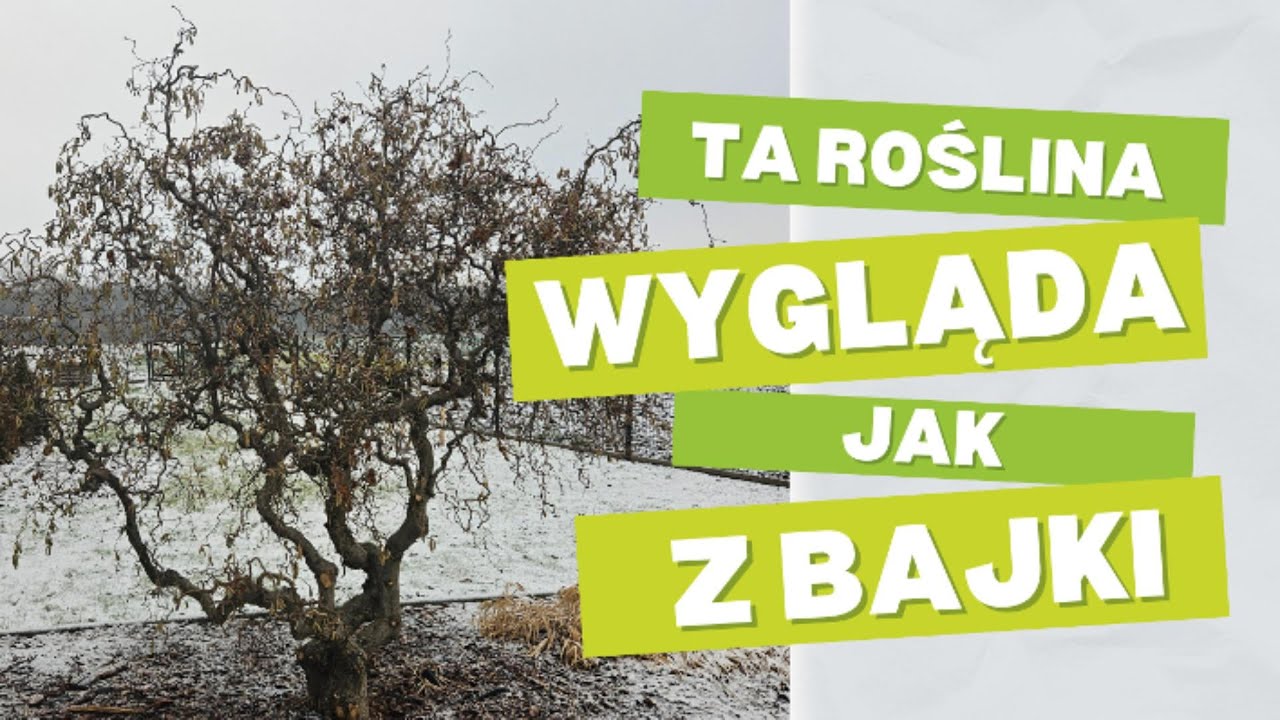 Ta roślina wygląda jak z bajki! Leszczyna pospolita 'Contorta' | Najciekawsze Rośliny Miesiąca