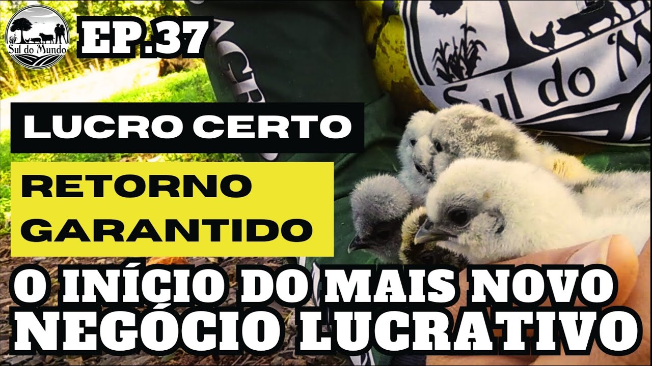 ✅ INCRÍVEL FONTE DE RENDA com AVES ORNAMENTAIS // Genética do CRIATÓRIO TOPETE DE OURO 🐔
