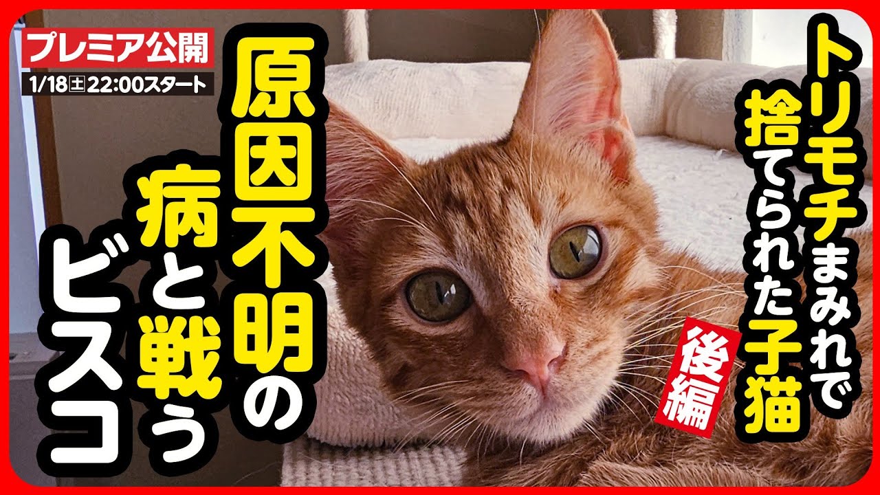 【子猫 保護】トリモチまみれだった子猫...原因不明の病！？【後編】