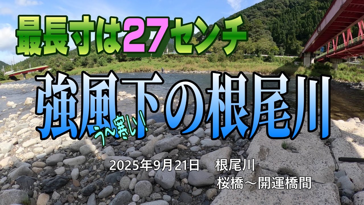最長寸は27センチ　強風下の根尾川