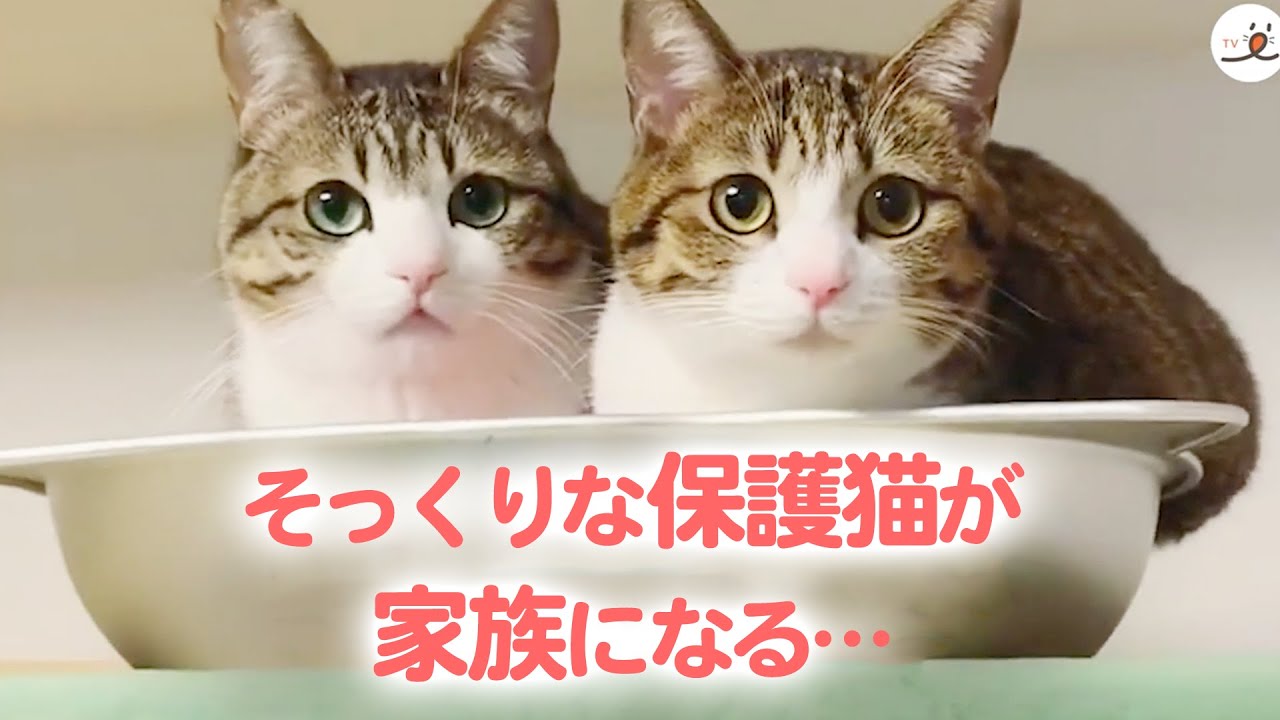 血の繋がりはないけれど…。優しく支え合う2匹の保護猫の物語♡