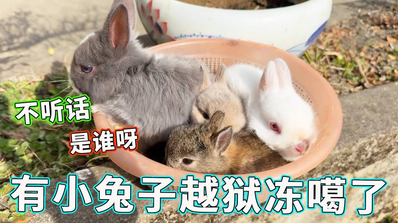 防不胜防！小兔竟自己越狱，直接冻嘎，快来看看是谁家娃！【天下一场梦】