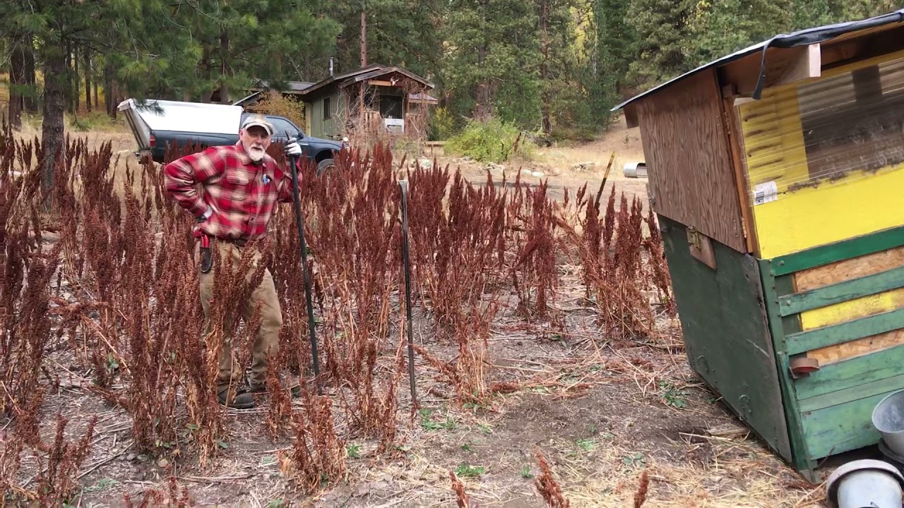 Yellow Dock - How to Harvest with Michael Pilarski 