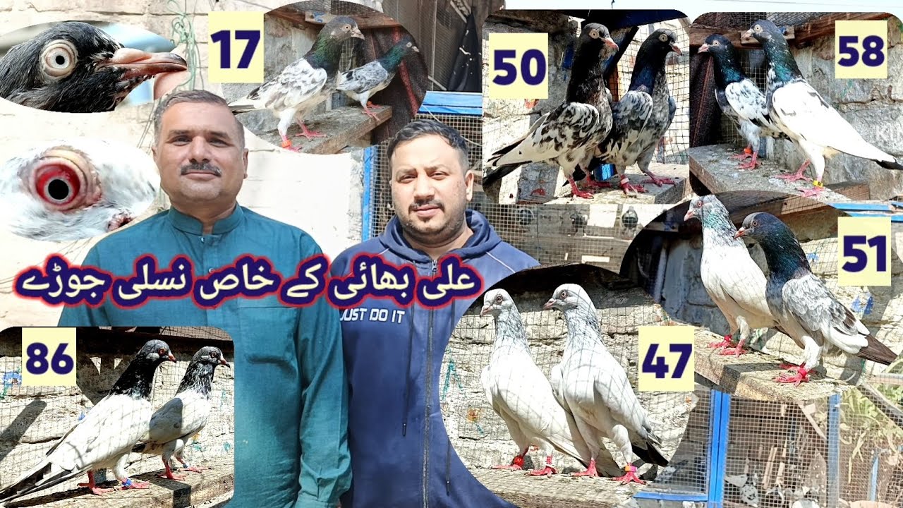 Royal taddi motiyo wala slara taddi aur golden pigeon pairs