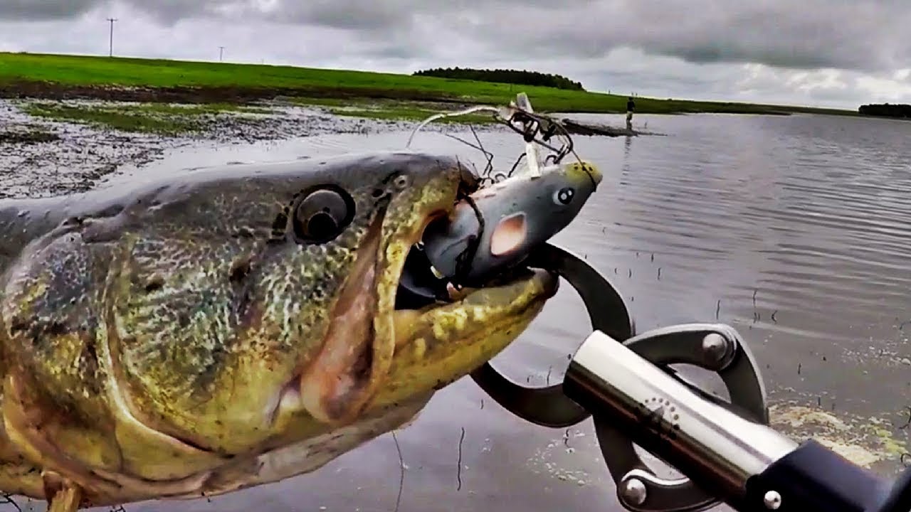 PESCARIA DE TRAIRA COM RATO!! ESSE RATO PEGA MUITO PEIXE - SPRO RAT