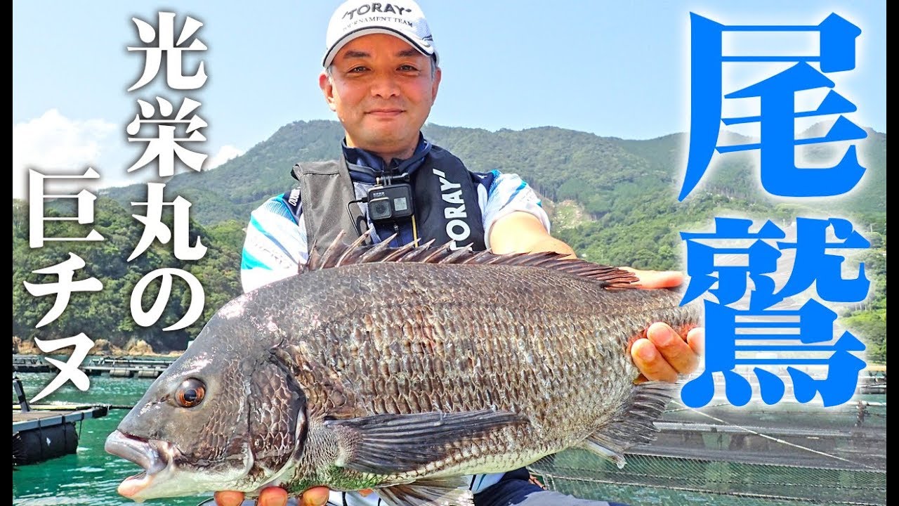 楽しいちぬ釣り #13 残暑の黒鯛かかり釣り 三重 尾鷲 开心钓黑鲷 Extreme Bream Fishing