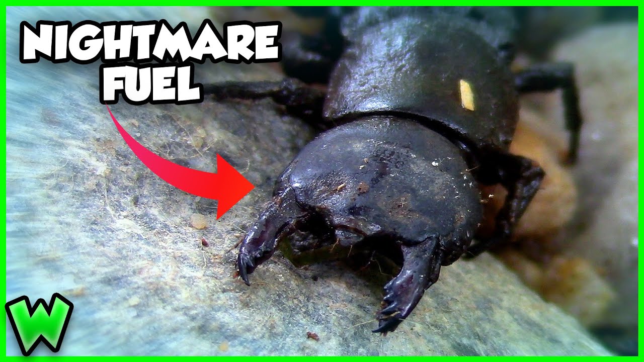 The Strangest Insect You've Never Heard Of - The Hellgrammite (ft. The Wildlife Brothers)