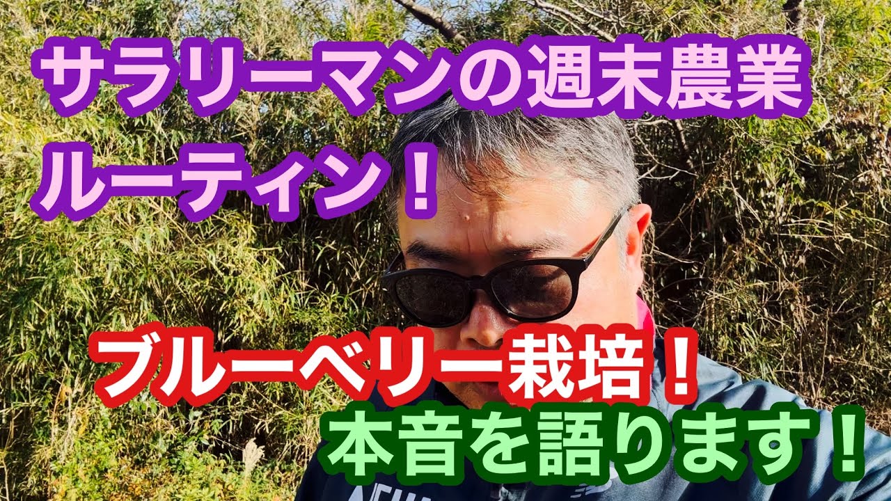 サラリーマンの週末農業ルーティン！ブルーベリー栽培！本音を語ります！