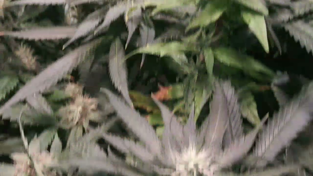 ILGM Super Skunk, GDP, Syfi's Genitics update wk7