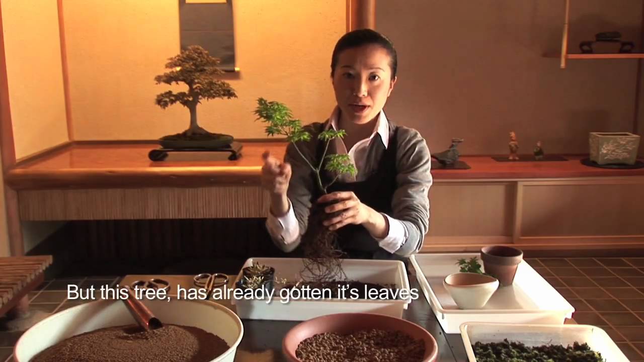 How to Bonsai #1 (english) / 盆栽講座　山田香織　第１回