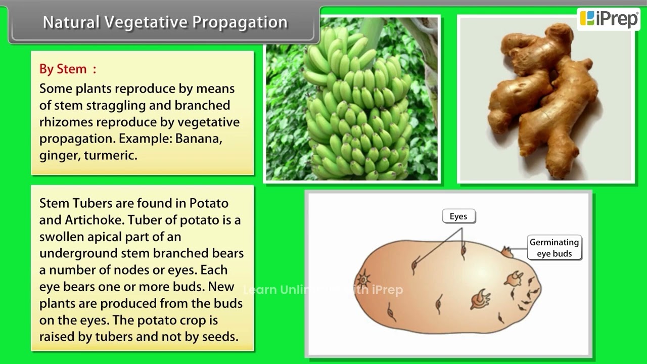 Vegetative Propagation - Natural and Artificial | How Do Organisms Reproduce? | Science| Cl 10 iPrep