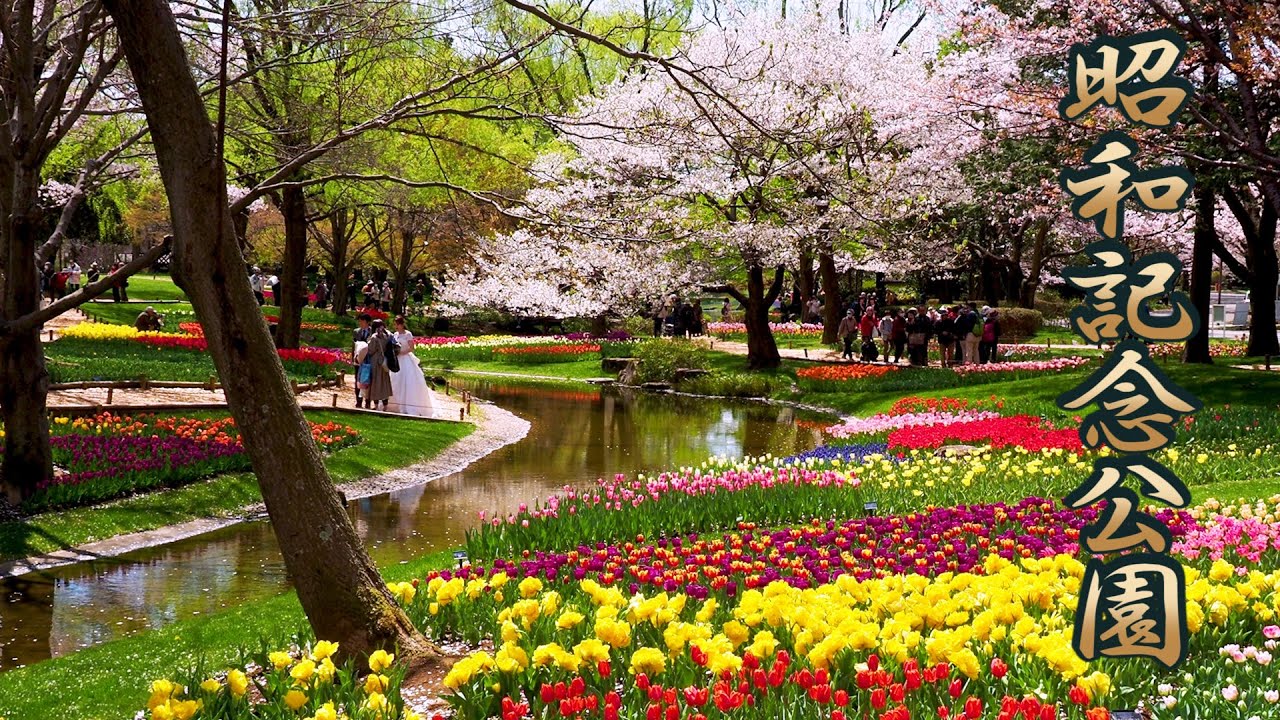 【Cherry blossoms】TOKYO. Showa Kinen Park 2019 #4K #昭和記念公園