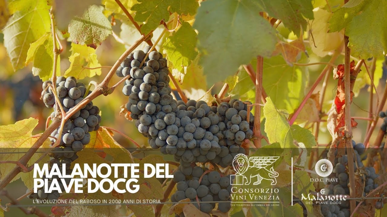 MALANOTTE DEL PIAVE DOCG | L'evoluzione del Raboso in 2000 anni di storia