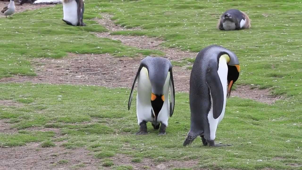 King Penguins Mating Attempts - They can't figure out how to do it or who should be where.