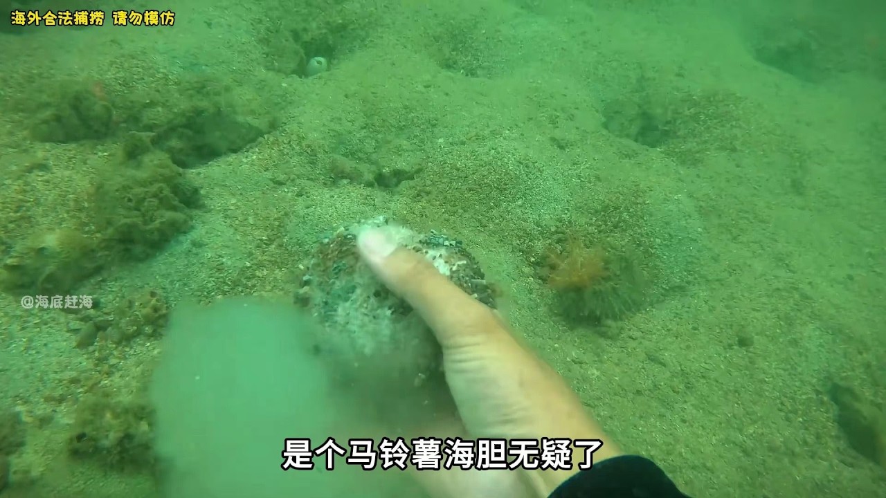 赶海82 渔民海底赶海都能捞到什么海货 哔哩哔哩
