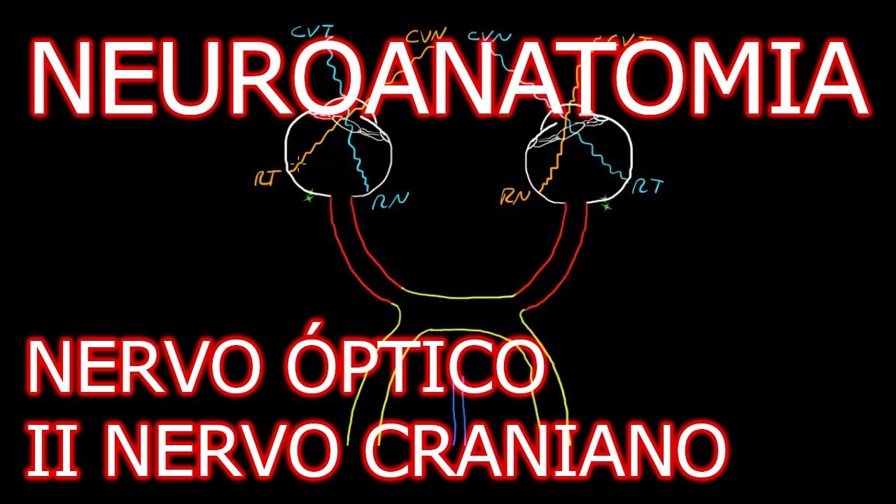 Aula: Neuroanatomia - Nervo Óptico (II Nervo Craniano) e o Sistema Visual | Neuroanatomia #6.2