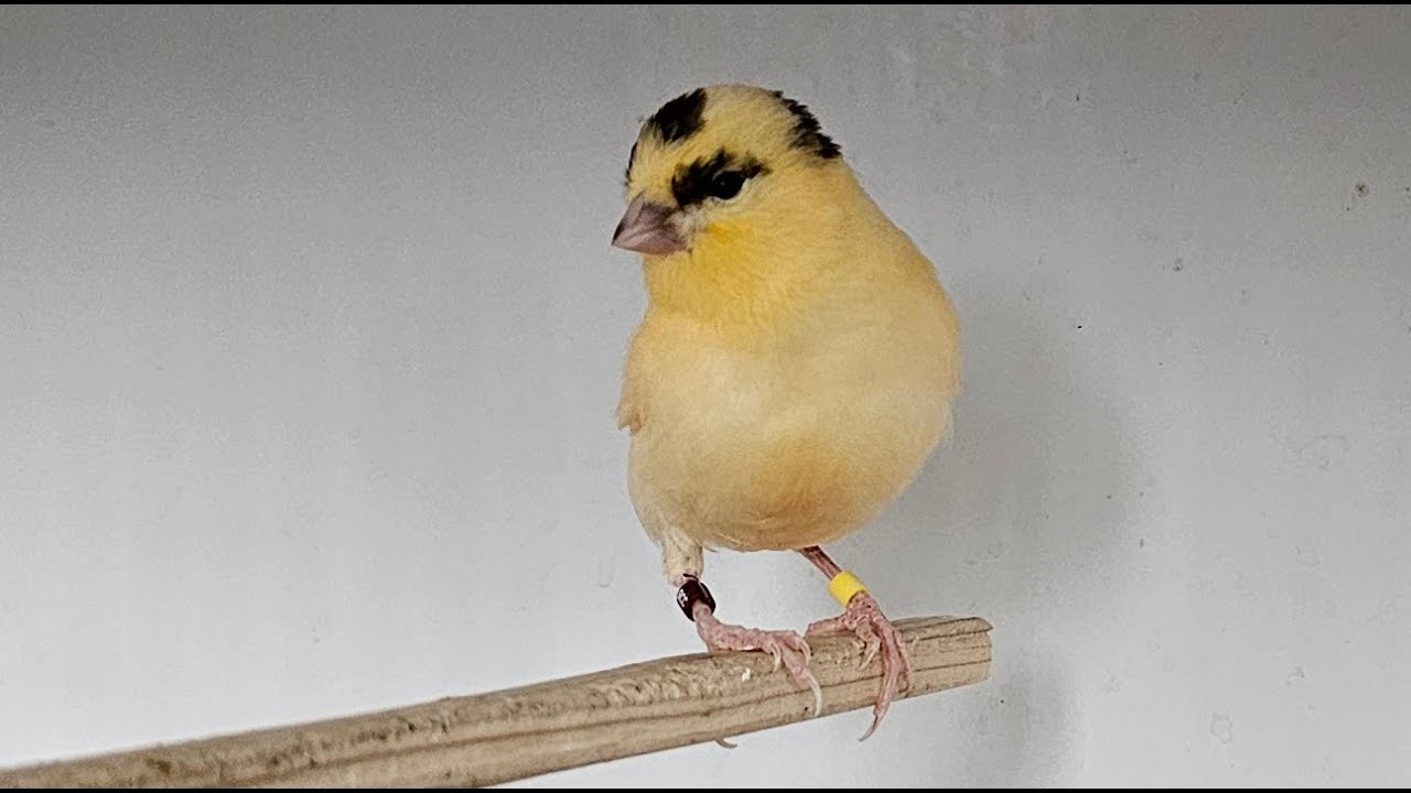 Red Canary Breeding Season (video 7)