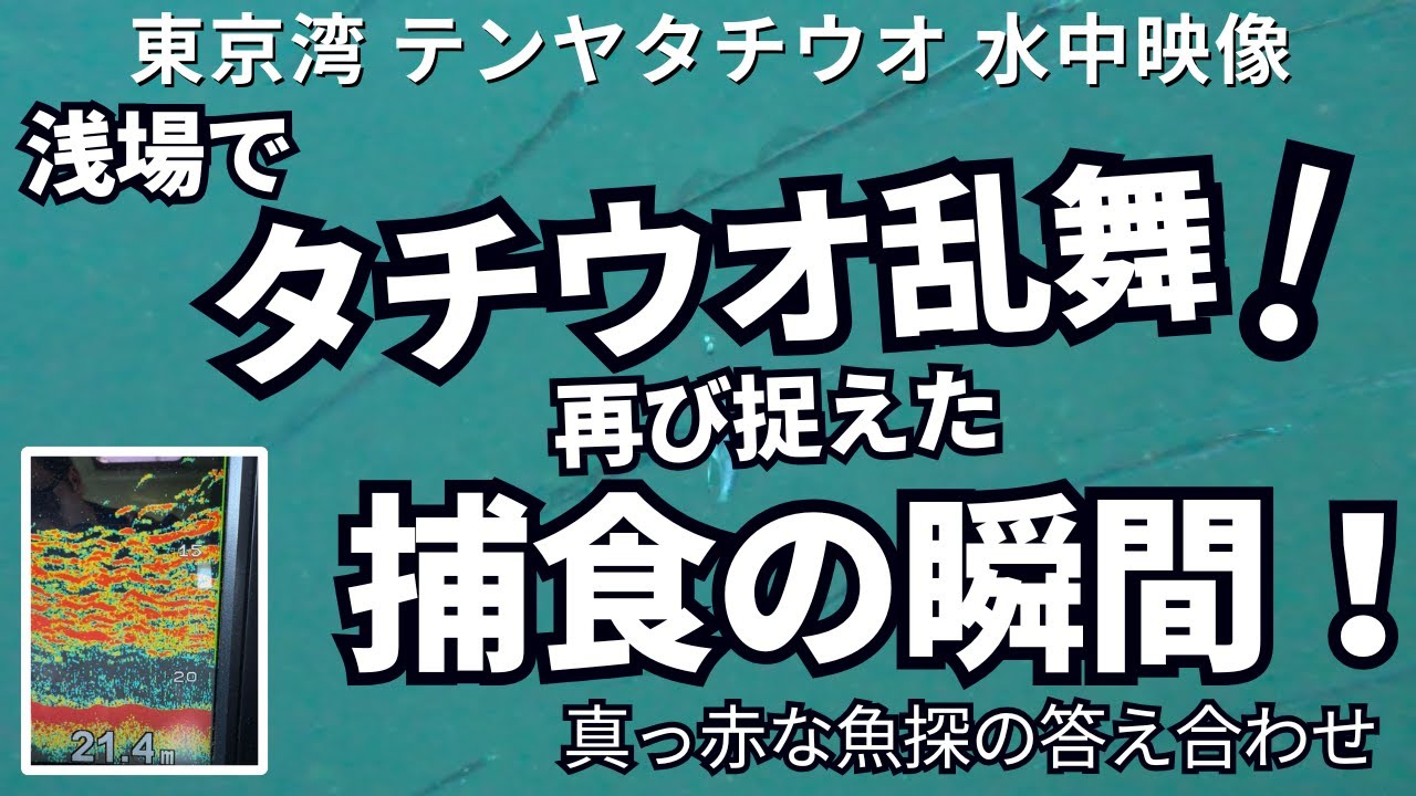 【水中映像】タチウオ乱舞にテンヤの捕食と魚探の答え合わせ 東京湾 浅場のテンヤタチウオ 『2025年夏シーズン対策』