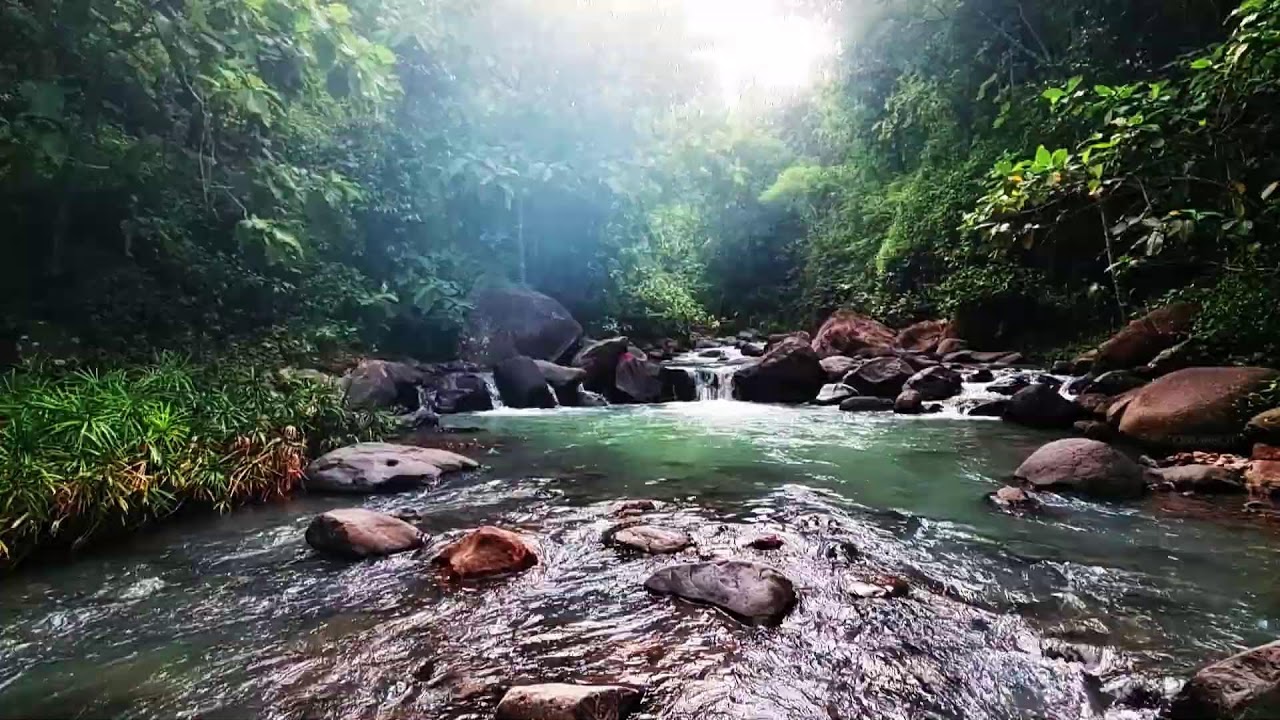 Calming River Stream and Chirping Birds ASMR: Relaxing Nature Therapy for Deep Sleep Yoga & Focus