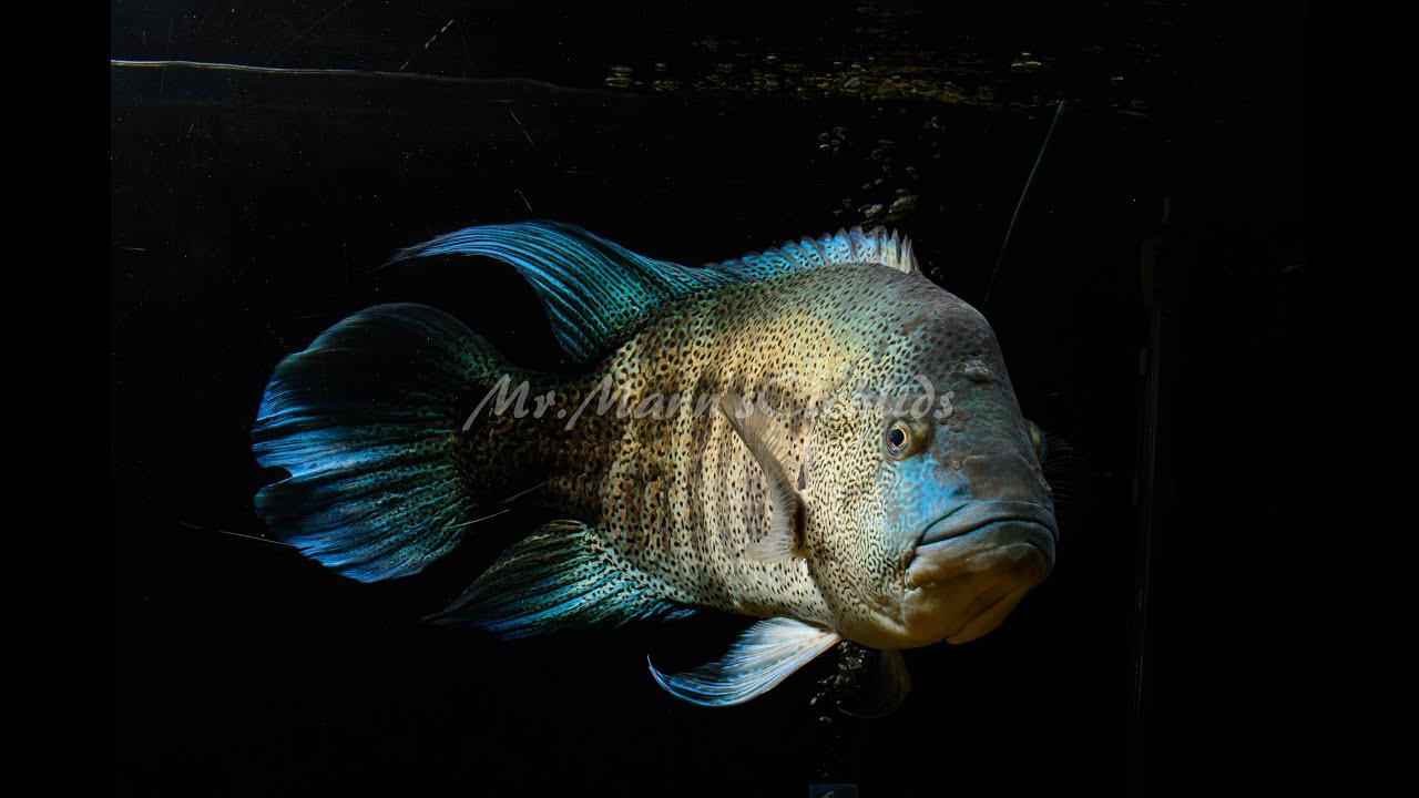 Fishroom Update 8/1/2015
