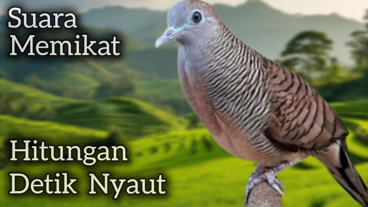 PERKUTUT LOKAL GQCOR SUARA MEMIKAT‼️ JENIS APAPUN NYAUT. 