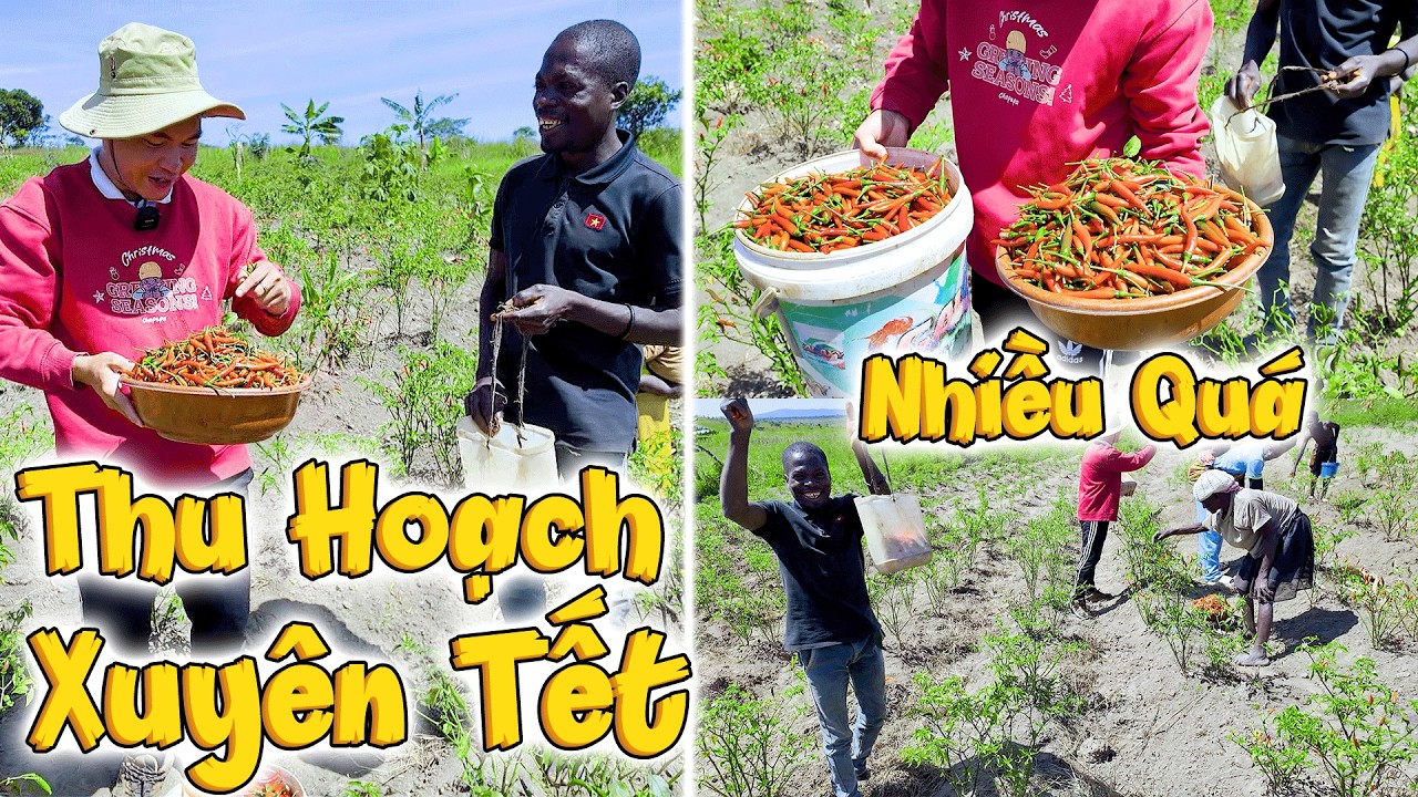 Vụ Thu Hoạch Đầu Năm Vượt Mong Đợi Báo Hiệu Cả Năm Mới No Đủ, Tràn Đầy