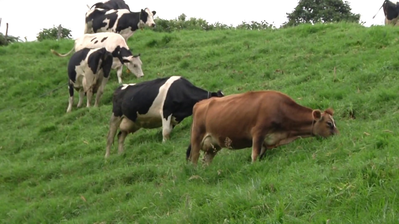 Como fertilizar pastos 1