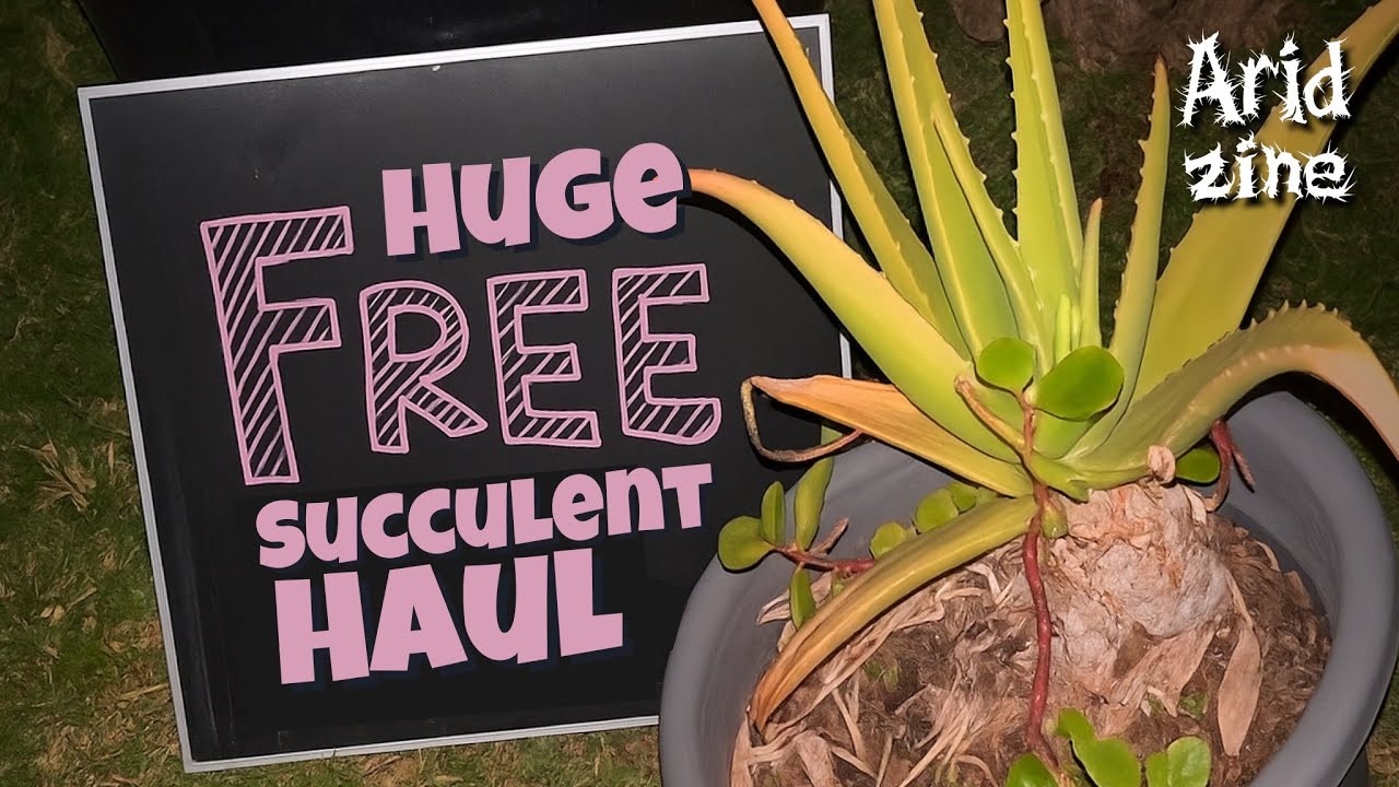 My late-night roadside succulent haul