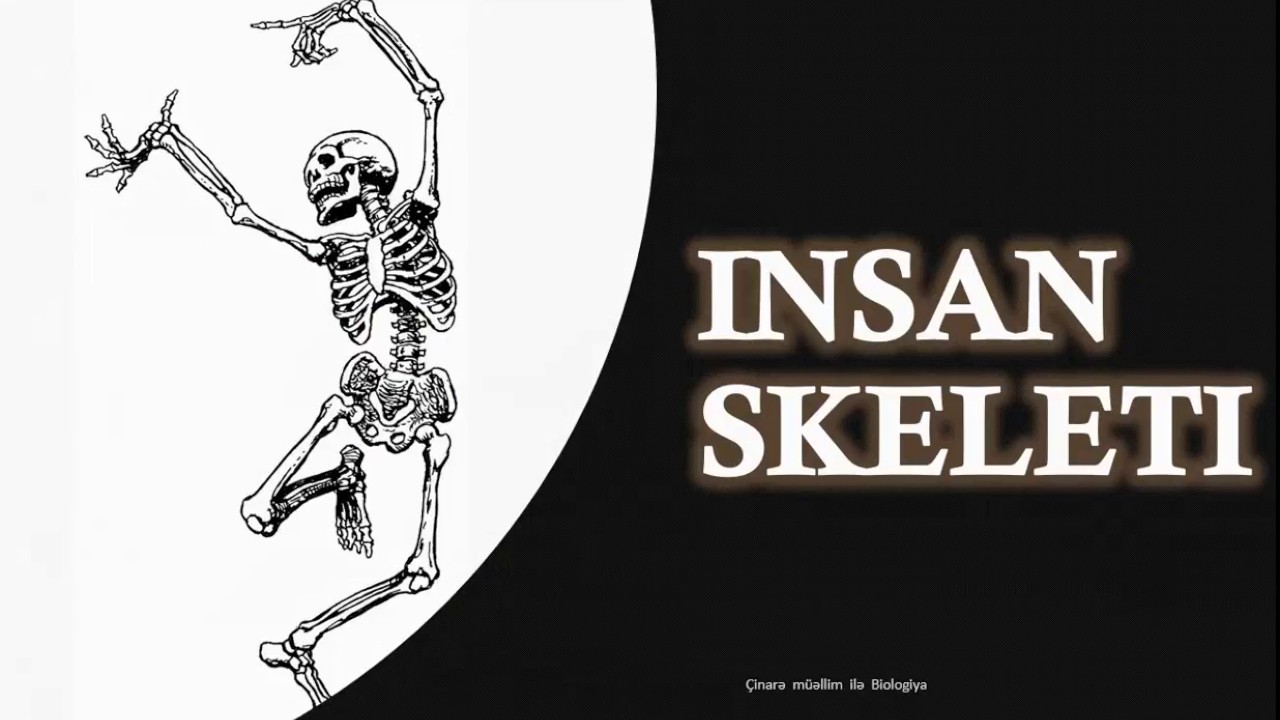 Insan skeleti