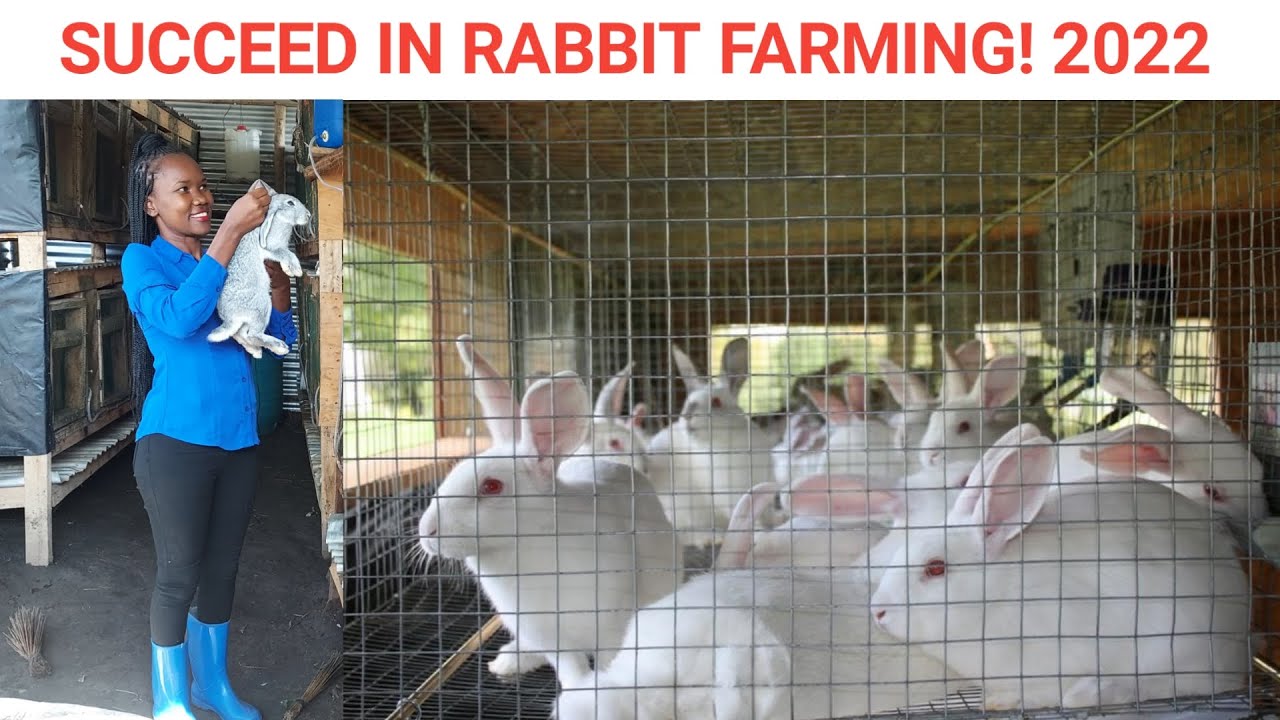 5 Reasons Why You Should Start Raising Rabbits NOW!/ Farm Updates!