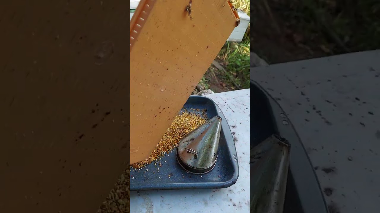 how to collect bee pollen.