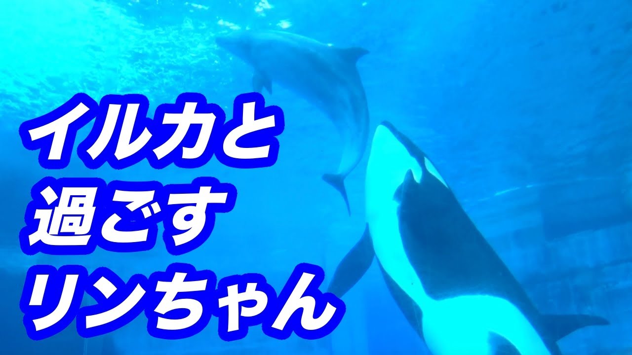 イルカと過ごすリンちゃん💖シャチ★リンちゃん🌺killer whale★名古屋港水族館★aquarium