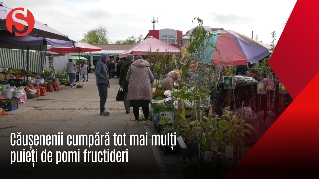 Căușenenii cumpără tot mai mulți pomi fructiferi