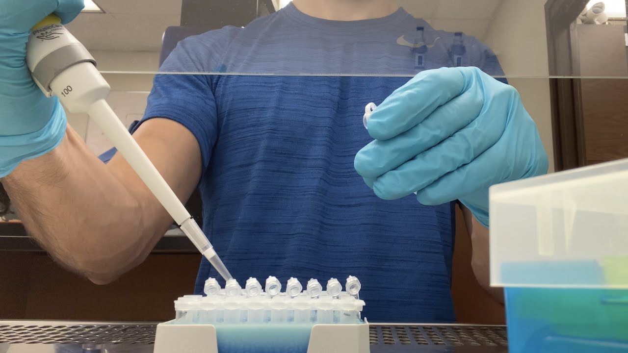 DNA Extraction from Fungal Plate
