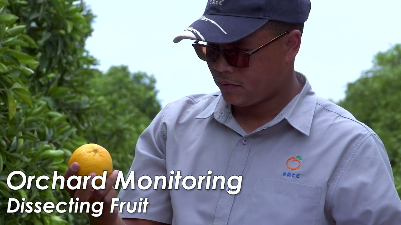 Citrus - Monitoring and Inspection for Phytosanitary Markets (English)