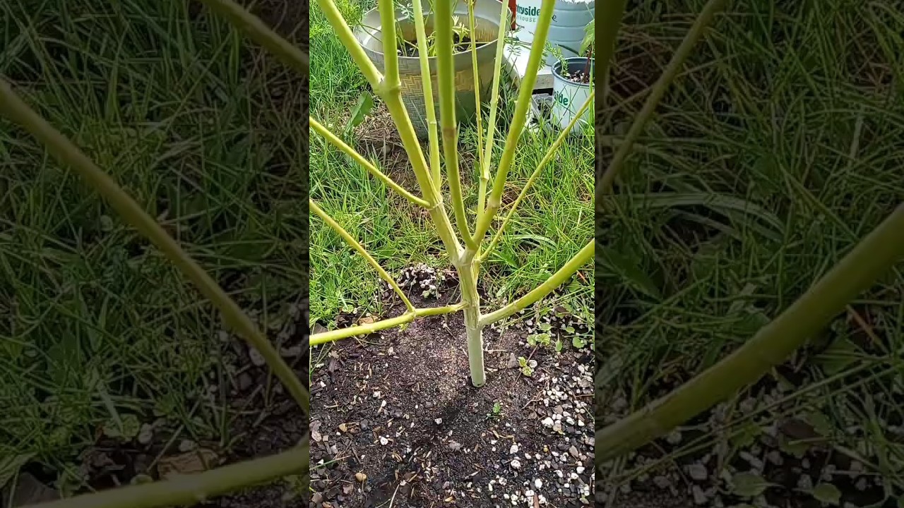 True sativa #subscribe #like #plants #garden