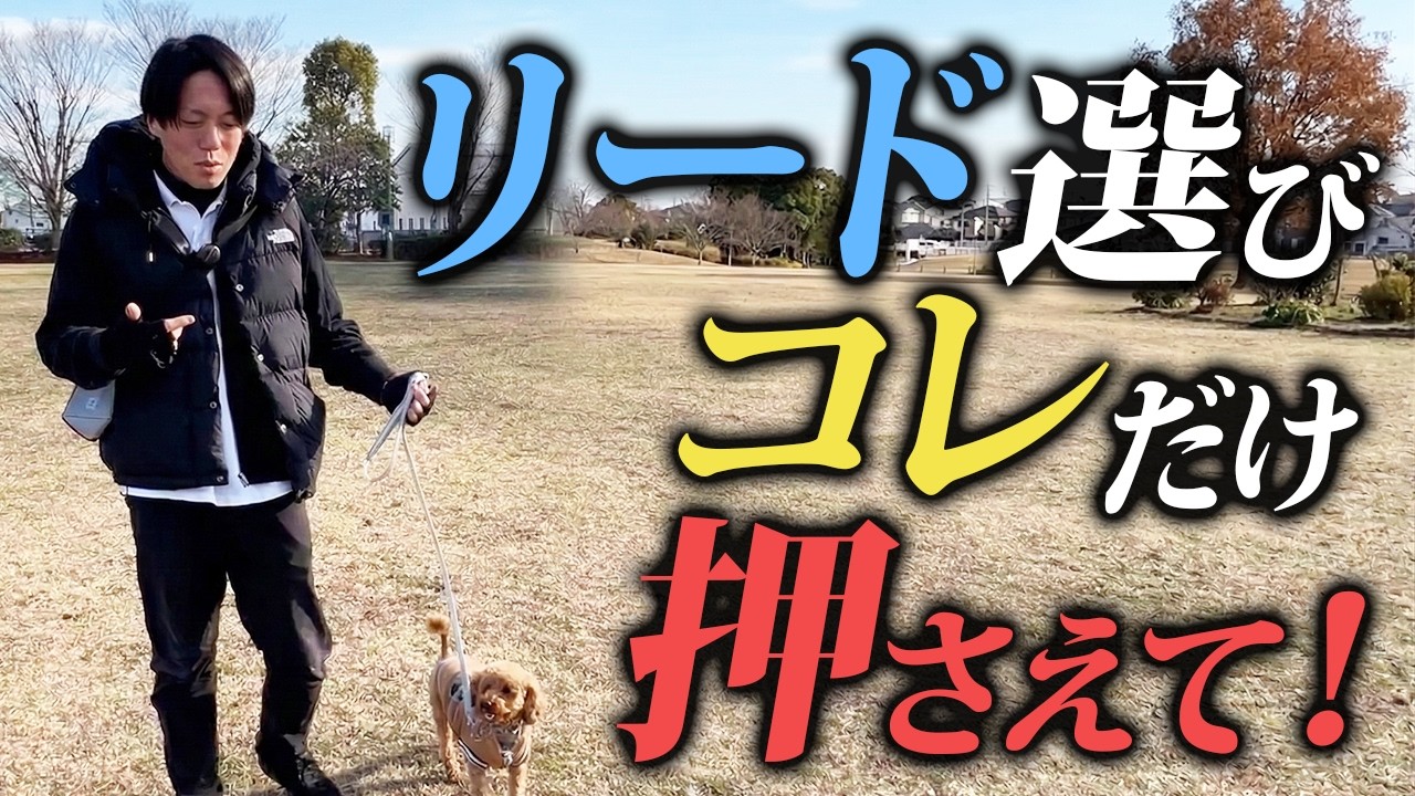 【検証】９割が知らない…正しいリードの選び方3選|警察犬ドッグトレーナー解説