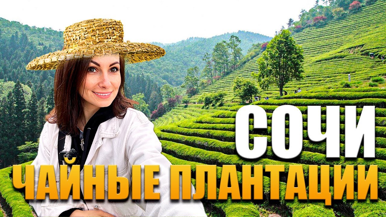 ЧАЙНЫЕ ПЛАНТАЦИИ СОЧИ МАЦЕСТА 🌿