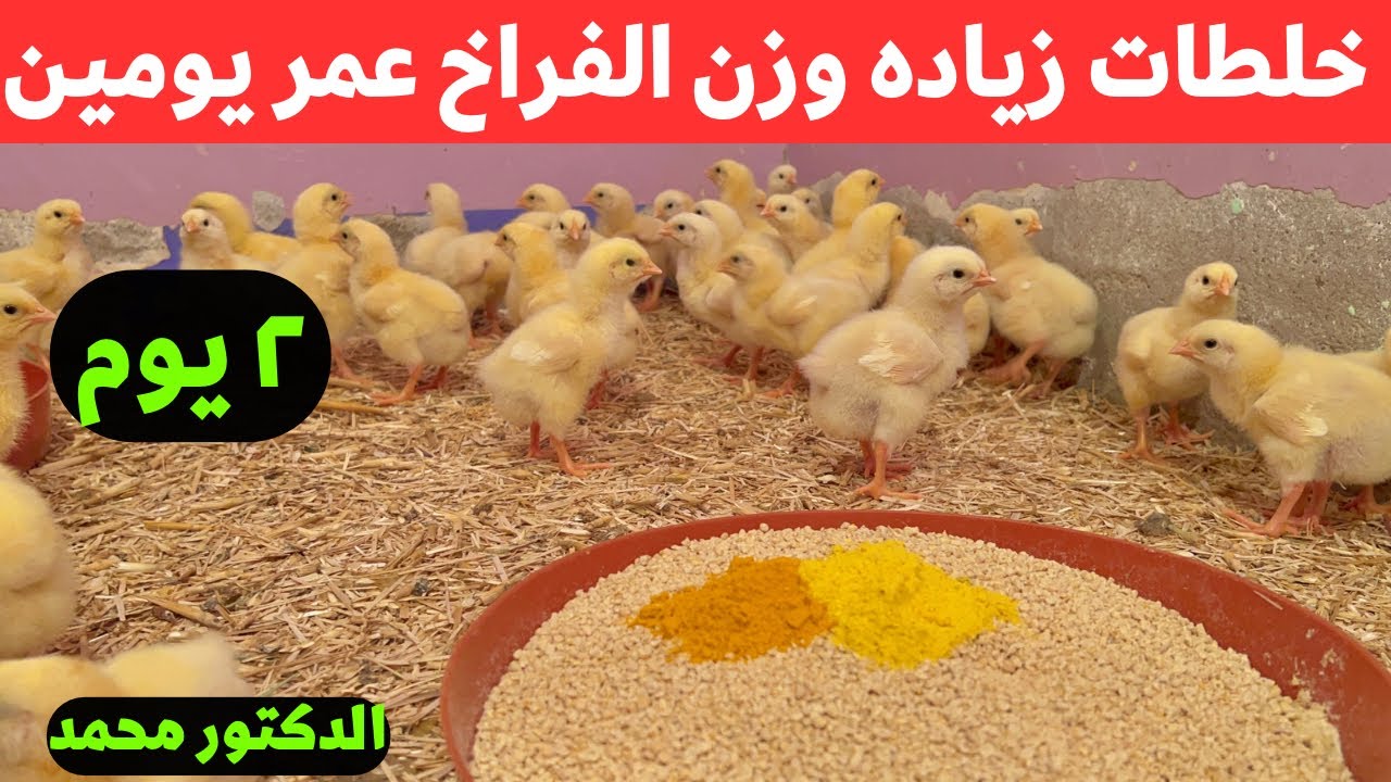 تحصين الكتاكيت ورفع المناعه وزياده التحويل للفراخ عمر يومين مع الدكتور
