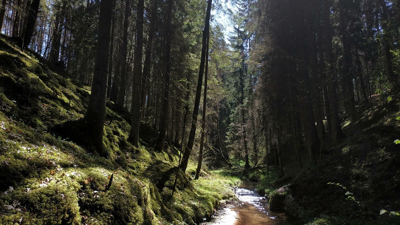 Mi&scaron;ko pauk&scaron;čių garso takelis; Forest birds' relaxing soundtrack