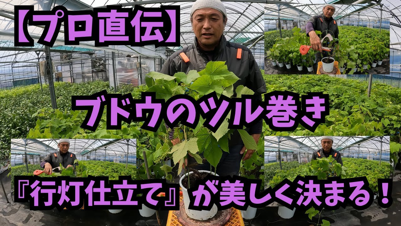 【プロ直伝】ブドウのツル巻き『行灯仕立て』が美しく決まる！絶対折らない巻き方のコツ🍇🌿✨