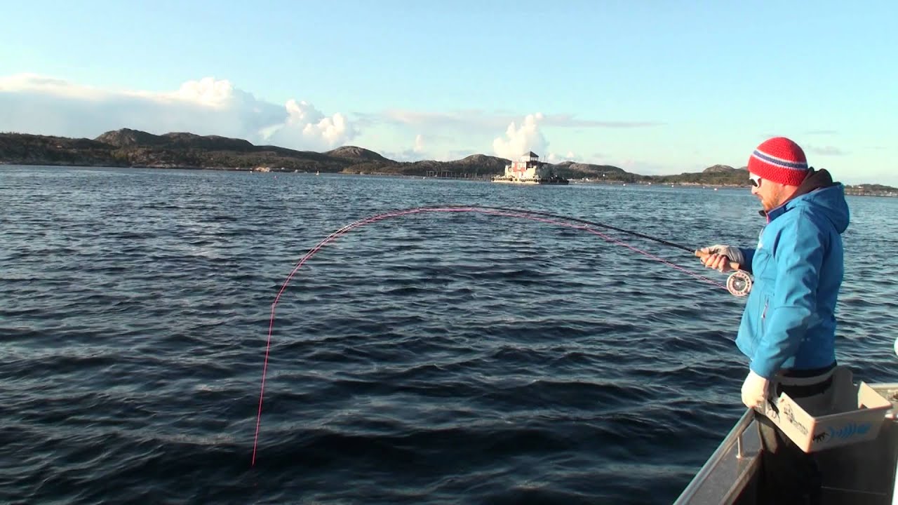 Lyr meets Fly Trailer - Fliegenfischen auf Pollack