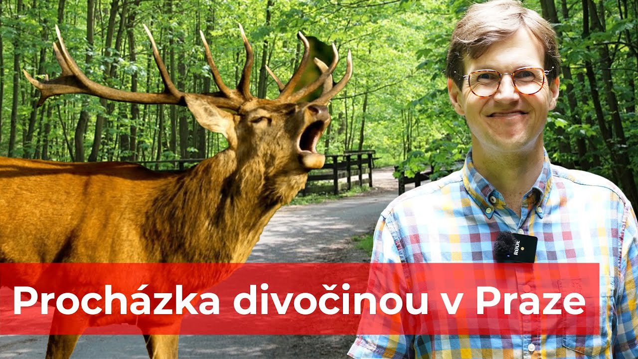 Proch&aacute;zka divočinou v Praze: Objevte kouzlo Modřansk&eacute; rokle