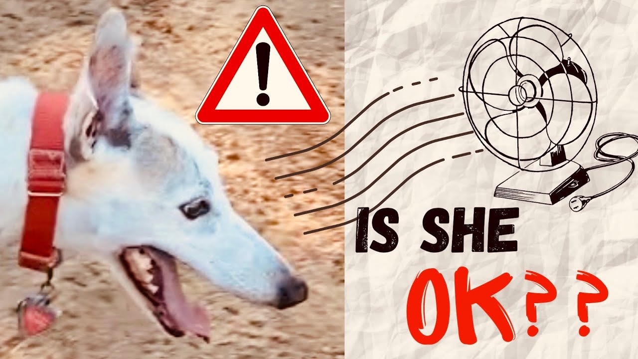 Why Does my Greyhound Pant so Much? [How to Help]