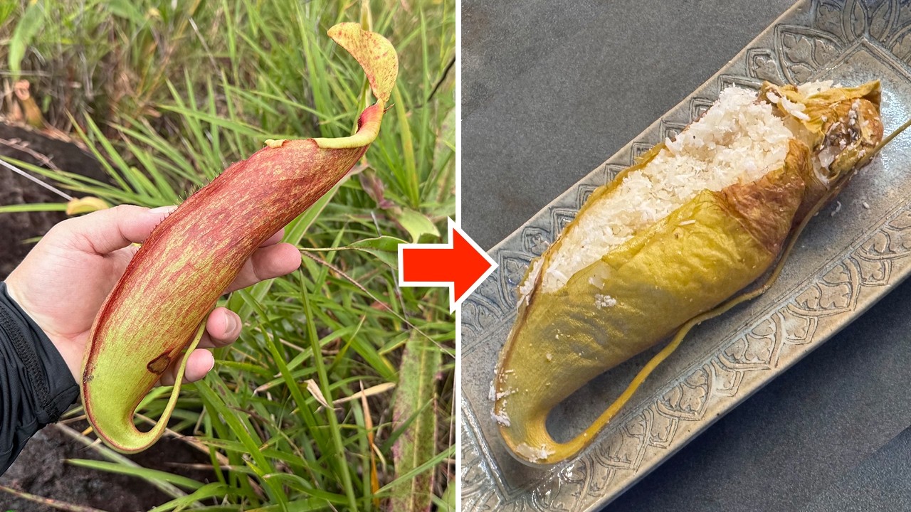 食虫植物ウツボカズラにご飯を詰めて炊くと美味しいらしい！