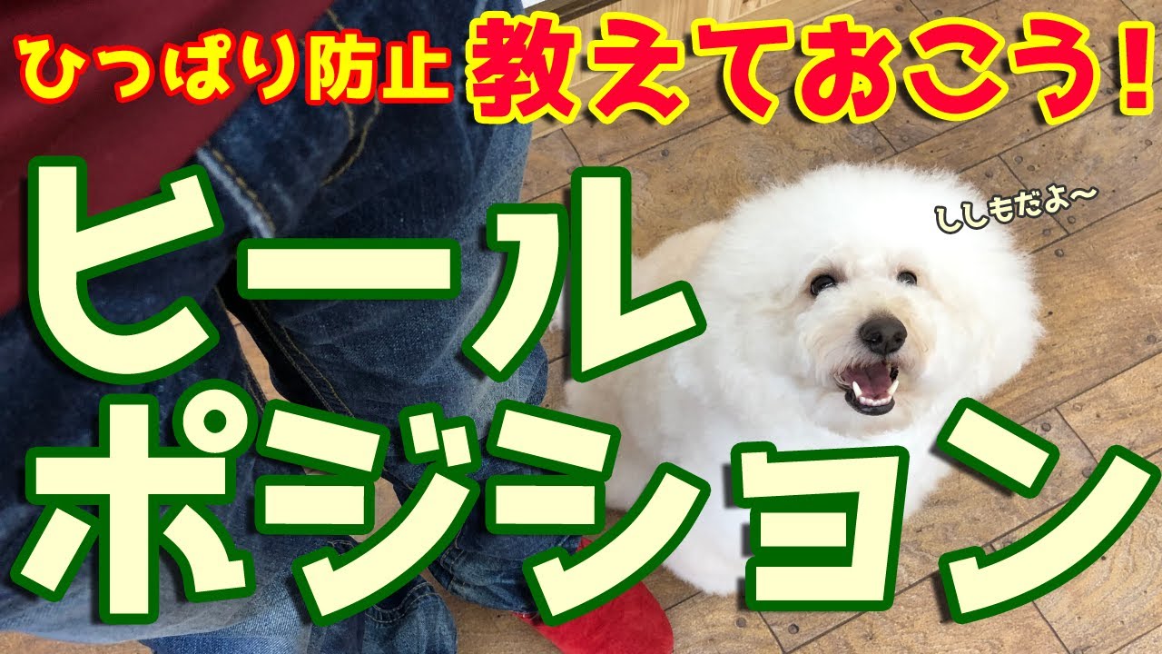 ヒールポジション（つけ）を教えよう！ひっぱり防止はここからスタート！
