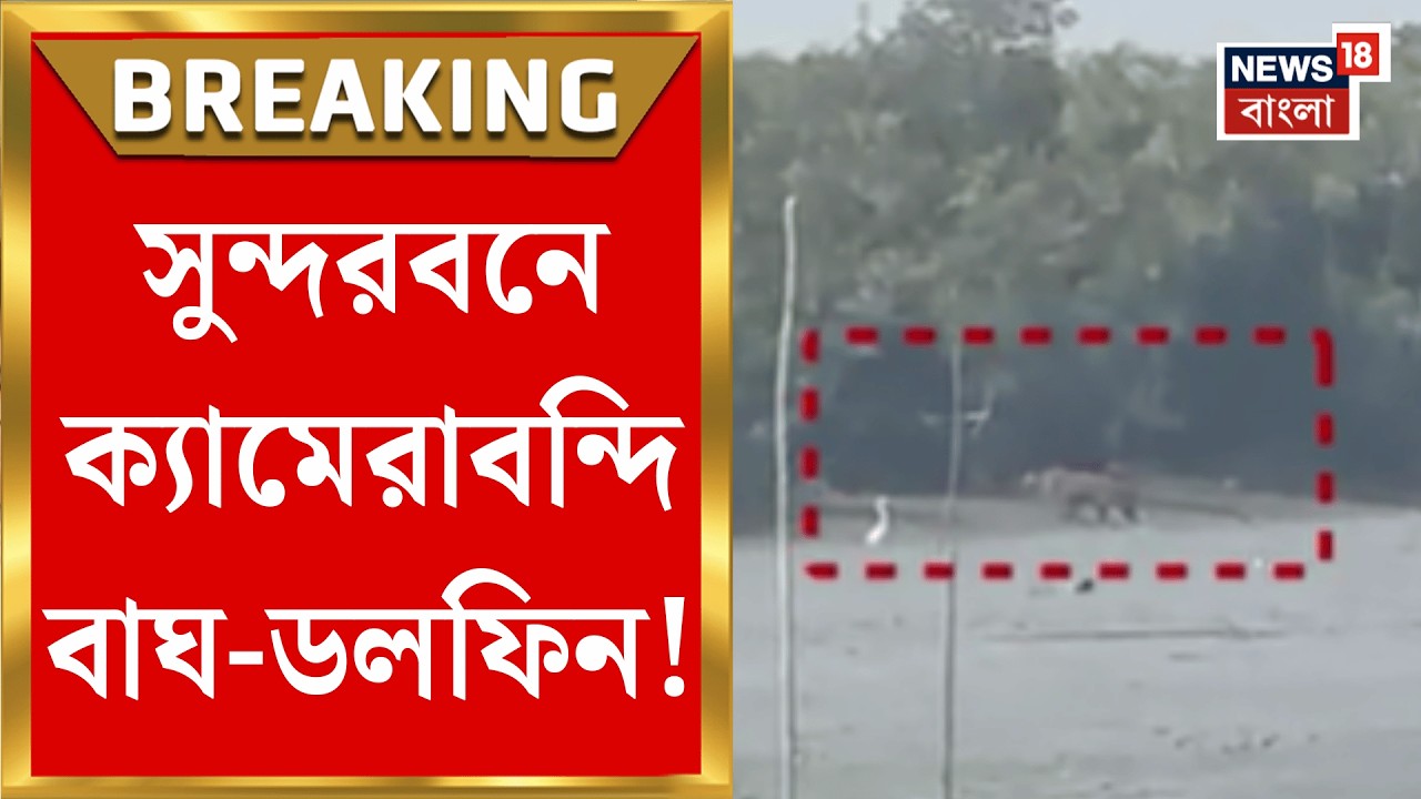 Sundarban News | বেনিফেলির জঙ্গলে রয়্যাল বেঙ্গল টাইগার দর্শন, খুশি পর্যটকরা | Bangla News