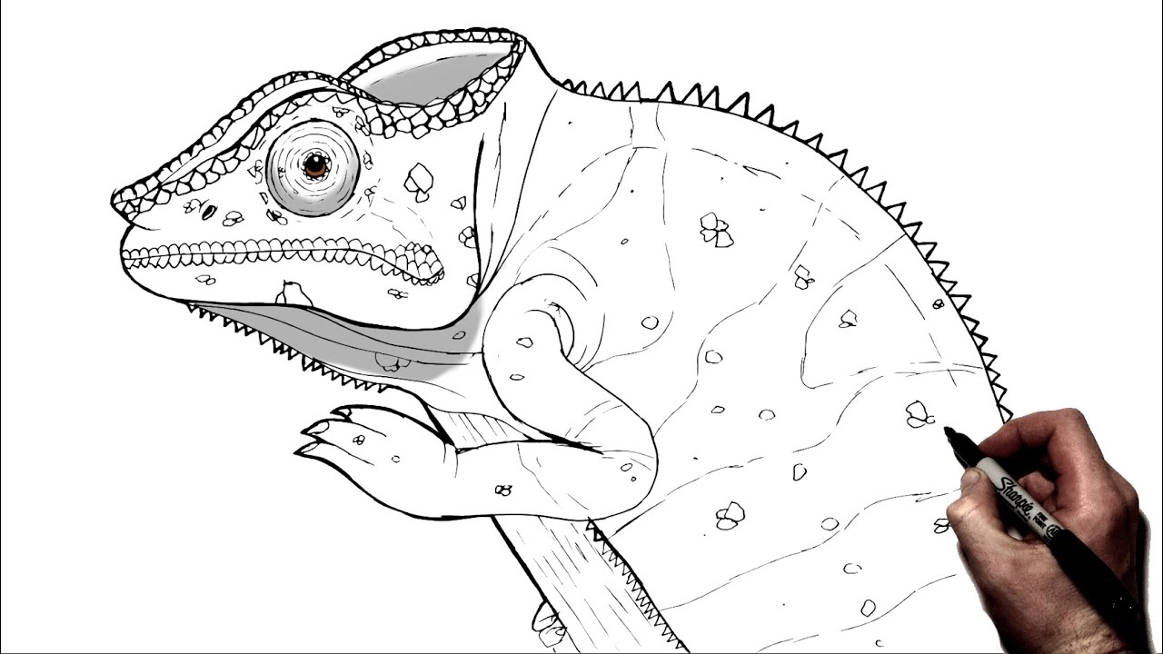 How To Draw A Chameleon | Step By Step