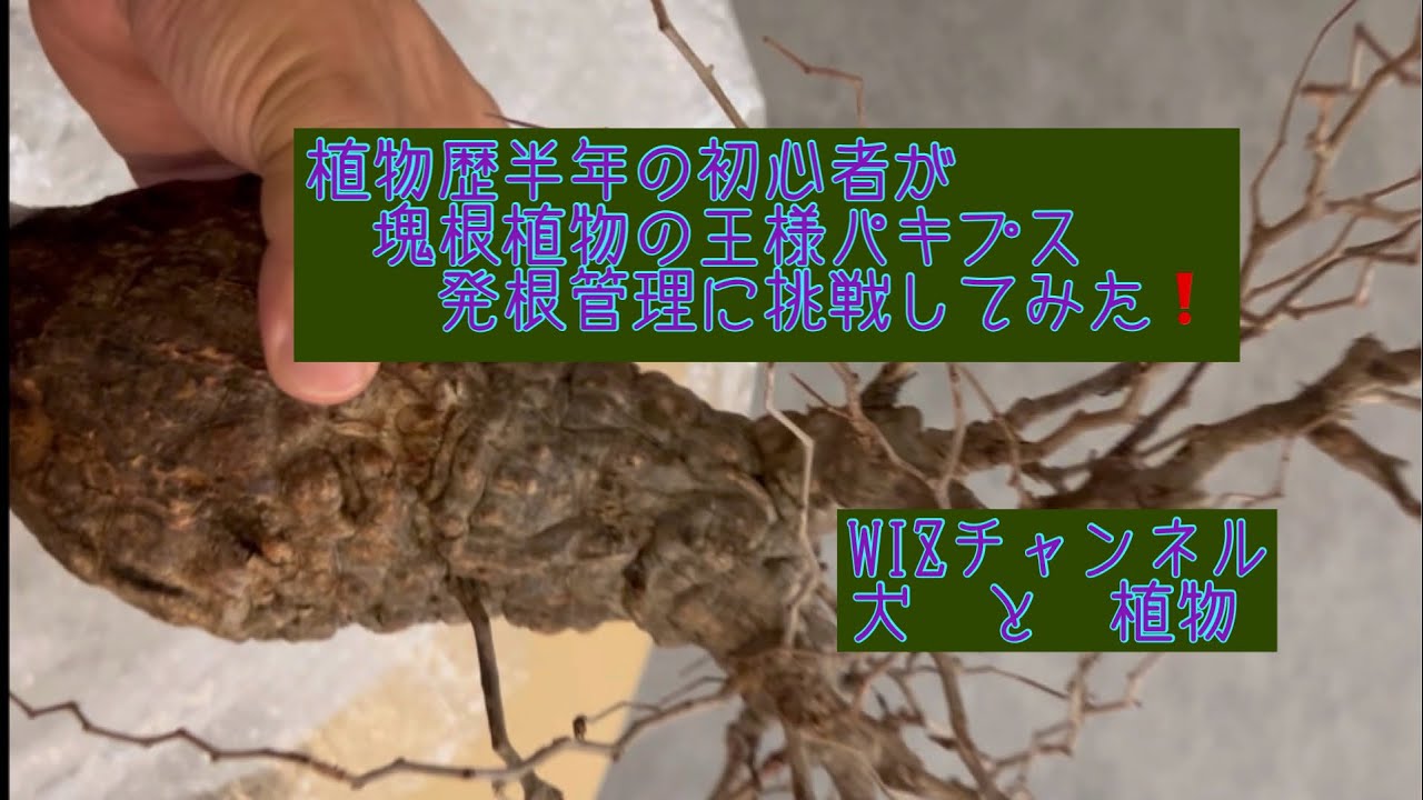 植物半年の初心者が塊根植物の王様パキプスの発根管理に挑戦してみた！　#塊根初心者 #塊根の王様　#パキプス #発根管理 #激ムズ #オペルクリカリア　#観葉植物 #ハコネコオークション